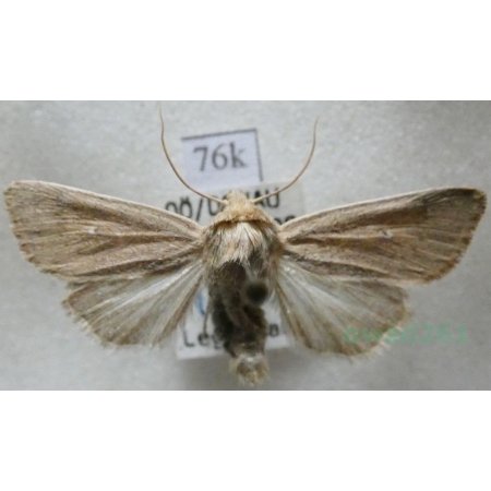 Mythimna sicula (Treitschke, 1835) Austria76k